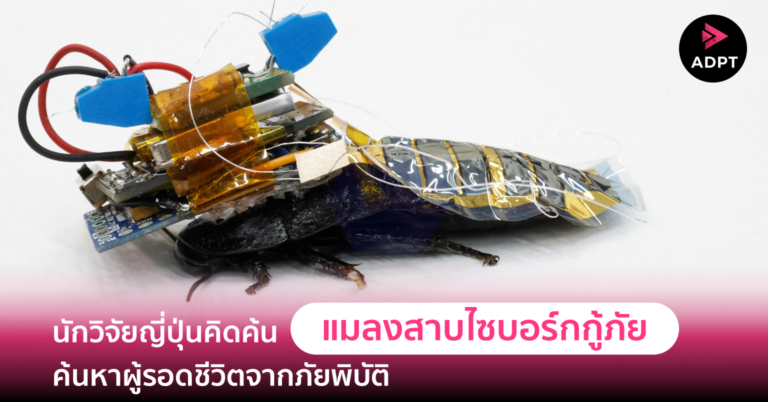 นักวิจัยญี่ปุ่นคิดค้น “แมลงสาบไซบอร์กกู้ภัย” ค้นหาผู้รอดชีวิตจากภัยพิบัติ
